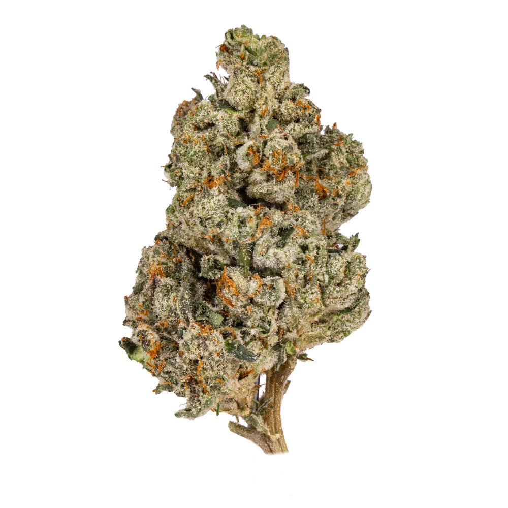 Close-up of frosty Gushers Mints cannabis flower with orange hairs on white background