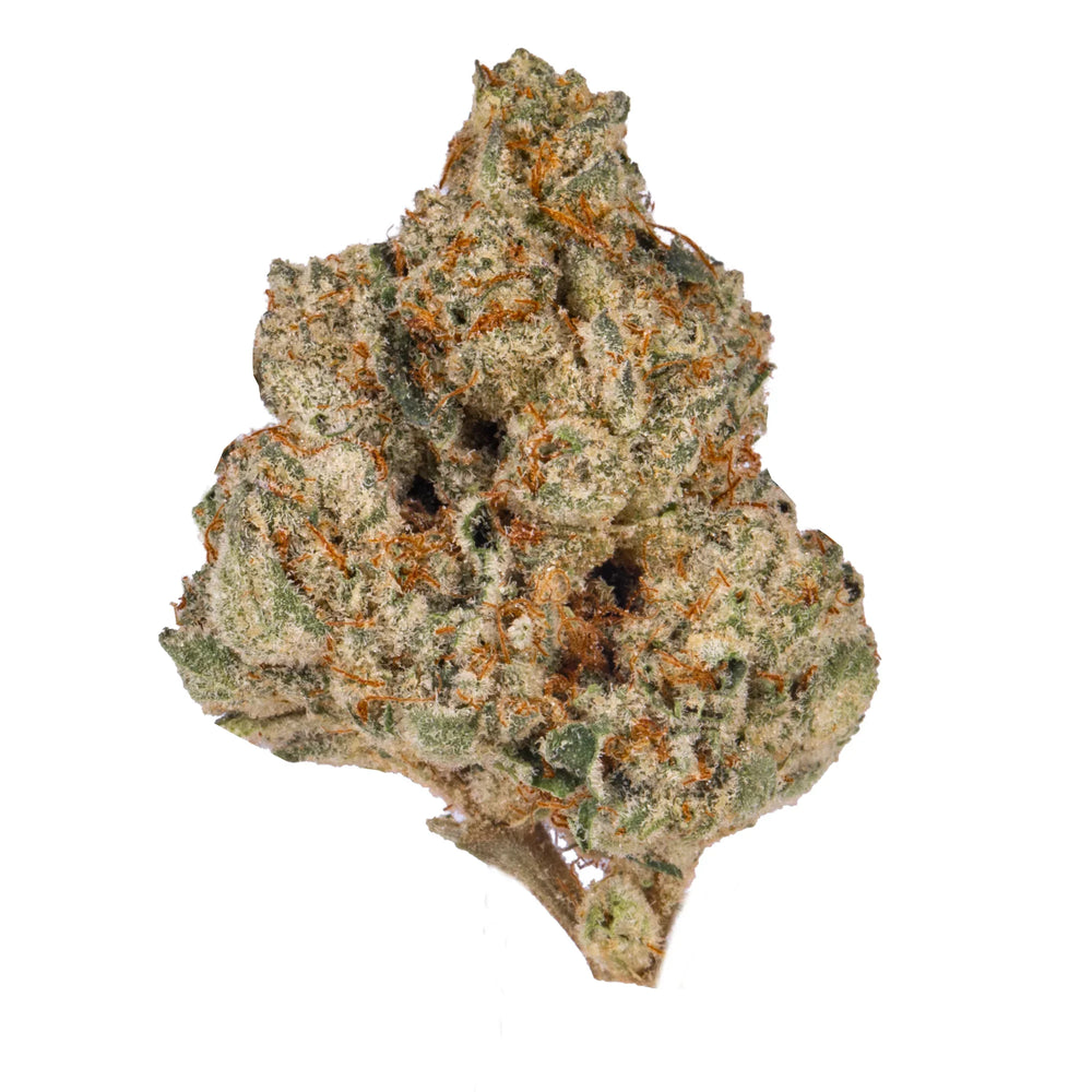 Close-up of frosty green Thin Mint cannabis flower bud with orange hairs on white background
